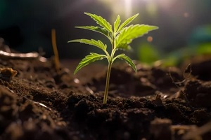 newly grown cannabis plant in soil