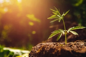 Northern VA cannabis plant growing