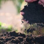 Northern Virginia farmer checks soil condition for gardening
