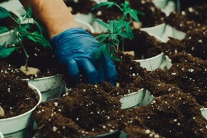 Fairfax, VA man potting soil for cannabis
