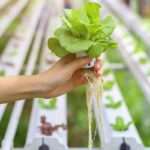 hydroponics method of growing plants using mineral nutrient custom soil mix