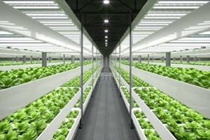 indoor hydroponic vegetable plant factory in exhibition space warehouse