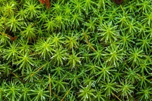 peat moss (sphagnum palustre)