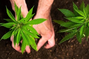 Northern Virginia man planting cannabis plant in newly prepared cannabis soil