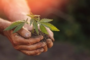 seedlings cannabis plant in hand farmer