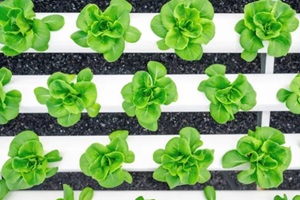 view of rows of fresh green butterhead lettuce vegetables in hydroponics farm