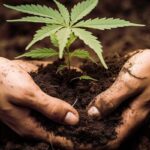 Marijuana plant being planted in cannabis soil in Northern Virginia
