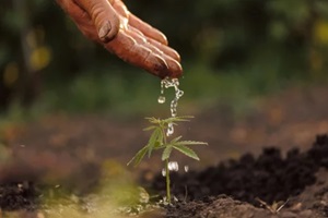 Springfield, VA farmer pours water on young cannabis sprout on sunset light