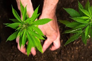 Northern Virginia cannabis farmer planting industrial hemp in the soil