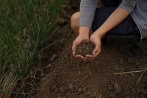  Virginia farmer show soil in hand just taking from ground at agriculture fields