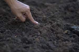  Northern Virginia farmer using a finger testing custom soil before planting vegetable at farm