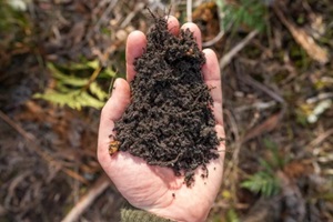 female farmer hold soil in hands monitoring bio mix soil health on a farm in australia